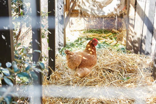 Hello Hen