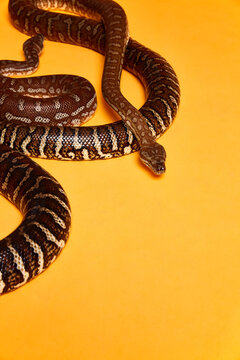 2 Snakes on Orange Background 4
