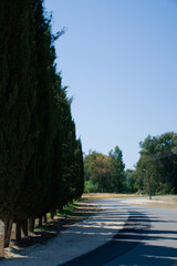 road by the trees