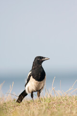 Curious Eurasian magpie (Pica pica) standing on the ground and watching carefully