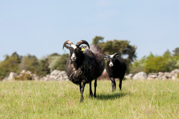 Black sheep. The Gute (Gutefår) is a landrace-based breed of domestic sheep native to the Swedish...