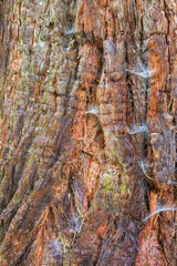 Beautiful bark texture natural close up view.