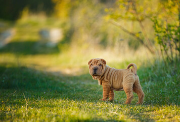 Shar Pei puppy standing on the lawn