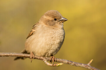 Small and cute female house sparrow (Passer domesticus) sitting on a branch
