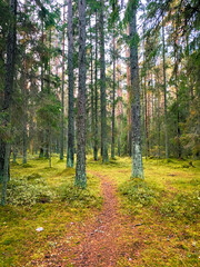 Obraz premium evening sunlight in the forest, fir trees and pine trees