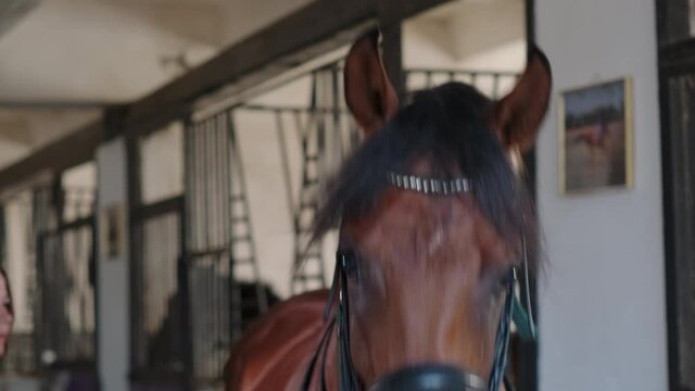 brown horse in stable during grooming, closeup of muzzle