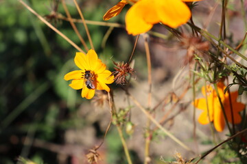 yellow flowers in the garden