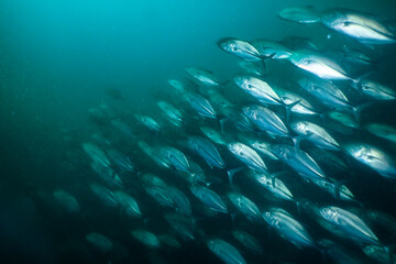 School of jackfish