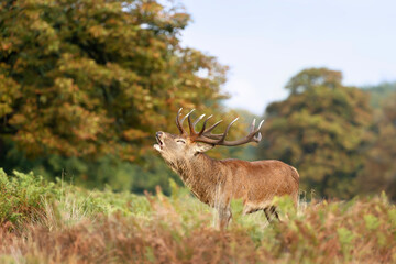 Red Deer calling during rutting season in autumn