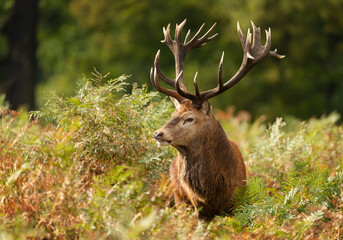Naklejka na ściany i meble Close up of a Red Deer in autumn