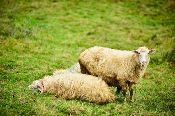 Obraz premium Sheep on a green lawn. Carpathian Mountains. Summer