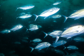 Fototapeta premium School of jackfish