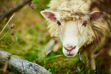 Sheep on a green lawn. Carpathian Mountains. Summer
