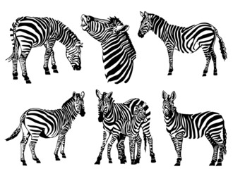 Fototapeta na wymiar Vector set of zebras isolated on white background, illustration