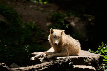 Hudson Bay Wolf, Canis lupus hudsonicus, a subspecies of gray wolf native to northern Keewatin, at the northwestern coast of Hudson Bay in Canada. Lying in warm sunlight at Zoo Osnabrueck, Germany