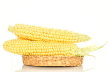 Ripe ears of corn, close-up, on a white background.