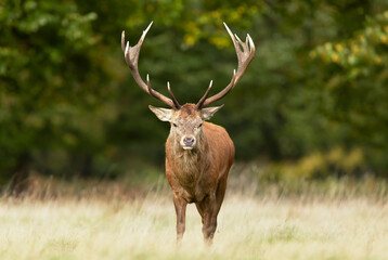 Red Deer stag standing in grass in autumn