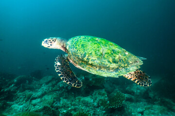 Obraz na płótnie Canvas Hawksbill turtle swimming