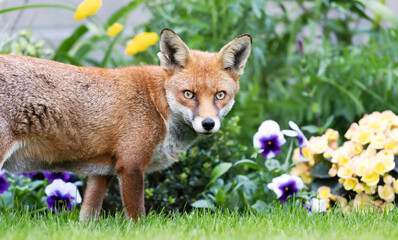 Close up of a red fox against colorful background in summer