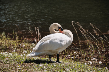 A White swans on a lake in winter in Thailand