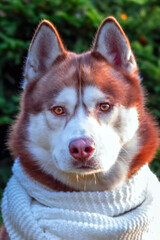 Husky dog with scarf. Beauty front portrait dog face, closeup