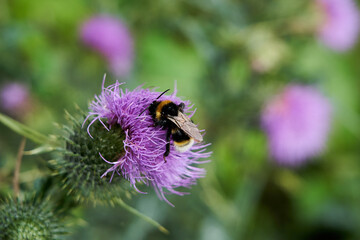 Bombus terrestris, Bumblebee sitting on a violet blossom of a thistle and feeding on Nectar with pollen on its back  