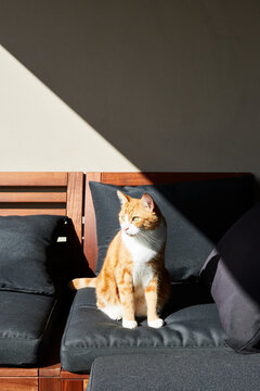 Ginger pet cat on stylish home balcony setting
