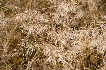 Fototapeta premium field, wheat, agriculture, grass, nature, plant, crop, grain, crop, cereals, summer, farm, yellow, texture, straw, hay, food, dry, rural, gold, barley, rye, Golden, bread, autumn, calm, warm