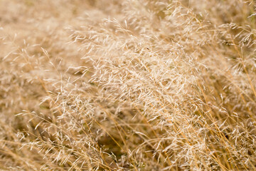field, wheat, agriculture, grass, nature, plant, crop, grain, crop, cereals, summer, farm, yellow, texture, straw, hay, food, dry, rural, gold, barley, rye, Golden, bread, autumn, calm, warm