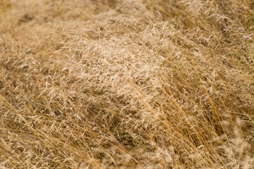 field, wheat, agriculture, grass, nature, plant, crop, grain, crop, cereals, summer, farm, yellow, texture, straw, hay, food, dry, rural, gold, barley, rye, Golden, bread, autumn, calm, warm