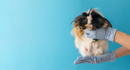 The veterinarian doctor holds a guinea pig in his hands on a blue background with copy space. Banner.