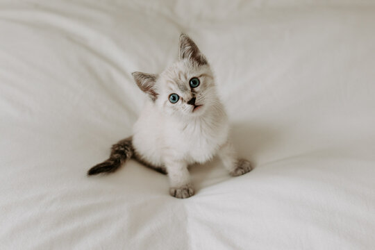 Baby kitten on a bed