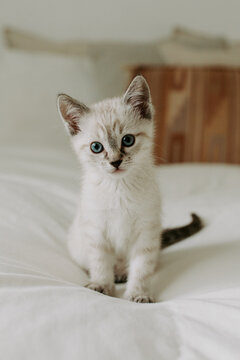 Baby kitten on a bed