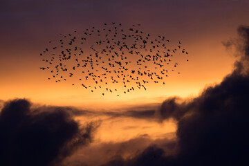 Flock of birds at sunset