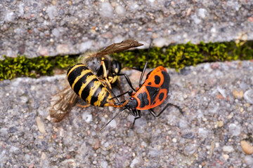Vespula germanica, European wasp, German wasp, or German yellowjacket is feeding on Pyrrhocoris Apterus, firebug, red firebug, linden, sap sucking, red soldier bug