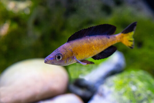 Wildcaught species of Cyprichromis microlepidotus in the display aquarium. 