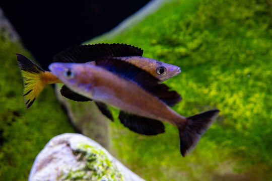 Two wildcaught species of Cyprichromis microlepidotus in the display aquarium. 