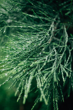 Green plant: Giant Sequoia.