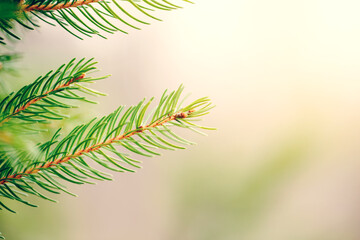 Christmas background. Beautiful natural fir tree branch. Light green pine tree branches with small buds of brown pine cone. Seasonal holiday nature backdrop wallpaper.