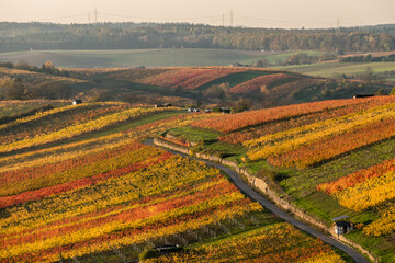 Weinberge im Herbst