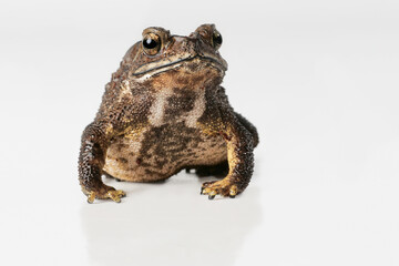 Schwarznarbenkröte, Bufo melanosticus, als Studiofoto vor weißem Hintergrund