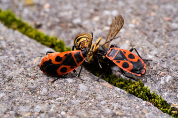 Vespula germanica, European wasp, German wasp, or German yellowjacket is feeding on Pyrrhocoris Apterus, firebug, red firebug, linden, sap sucking, red soldier bug