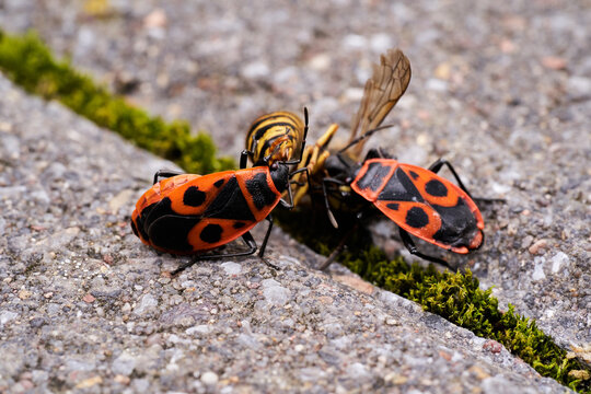 Vespula germanica, European wasp, German wasp, or German yellowjacket is feeding on Pyrrhocoris Apterus, firebug, red firebug, linden, sap sucking, red soldier bug