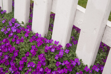 Purple flowers at white fence