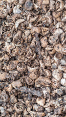 Stack of Arenga pinnata kernel / rind as the waste of kolang kaling (traditional beverage from Indonesia) industry, potentially used for fertilizer or bioenergy industry