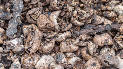 Stack of Arenga pinnata kernel / rind as the waste of kolang kaling (traditional beverage from Indonesia) industry, potentially used for fertilizer or bioenergy industry
