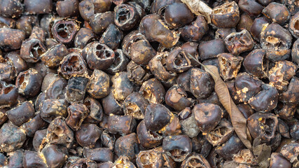 Stack of Arenga pinnata kernel / rind as the waste of kolang kaling (traditional beverage from Indonesia) industry, potentially used for fertilizer or bioenergy industry