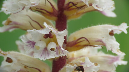 Orchidea nido d'uccello