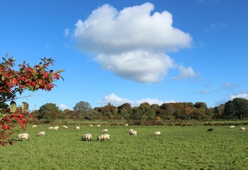 Obraz premium Sheep grazing in field on farmland under blue sky with clouds in rural Ireland 
