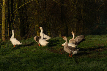 A flock of geese in a meadow with trees in the background. A goose spreads its wings. The male protects the group.